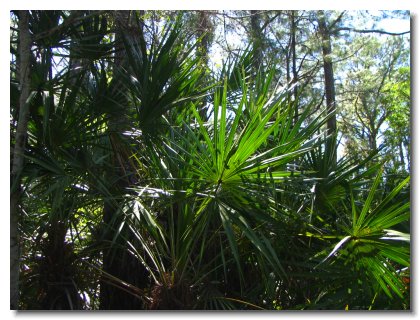 Florida 2006 (47)
